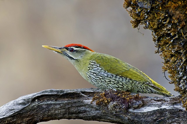 Scaly-bellied Woodpecker // Peto-escamoso