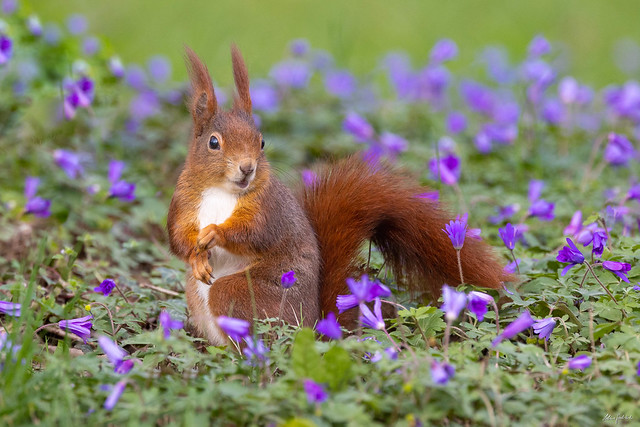Squirrel In the middle of the sea of flowers
