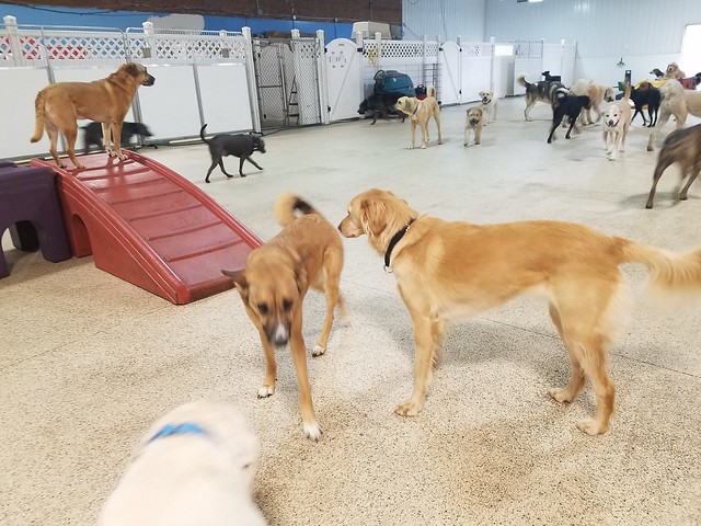 4.5.23 Playtime with the Pups