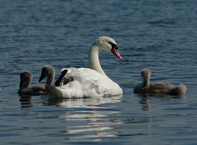 Swan and cygnets, Lamlash Bay, Isle of Arran.