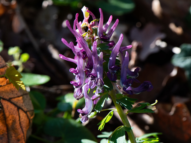 Vingerhelmbloem (Corydalis spec.)-350_0753