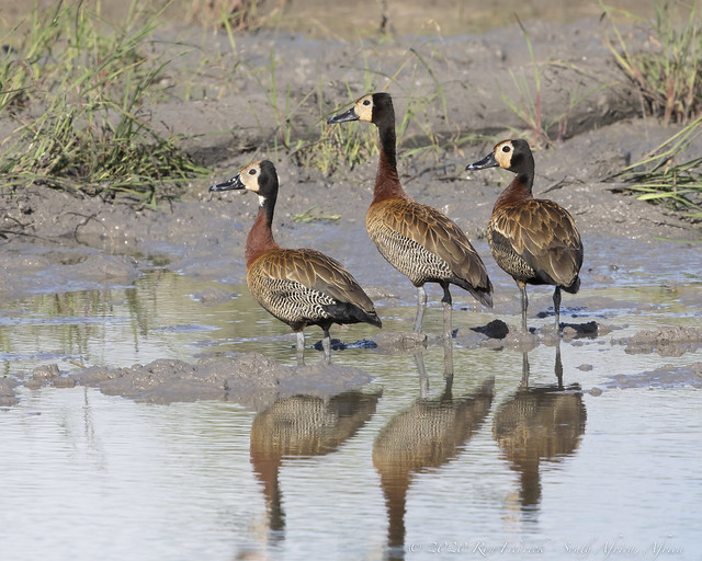 Three White-faced Whistling Duck cooperatively face is the same direction, while giving me the catchlight I always value.