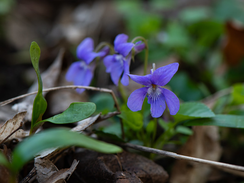 Maarts viooltje (Viola odorata)-350_0757