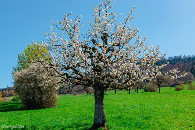 Kirschenbaum im Frühling/Cherry tree in spring