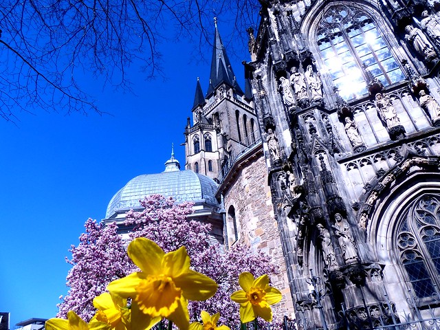 Narzissen und Magnolie am Münsterplatz vor dem Aachener Dom