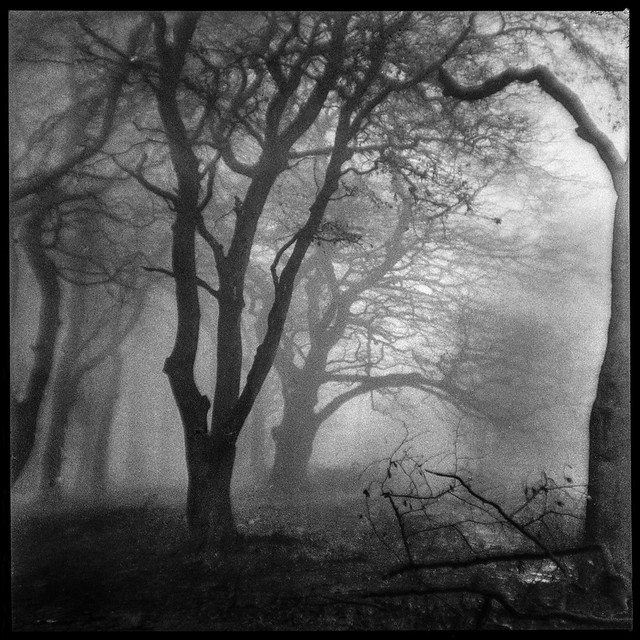 Woodland Mist XIII