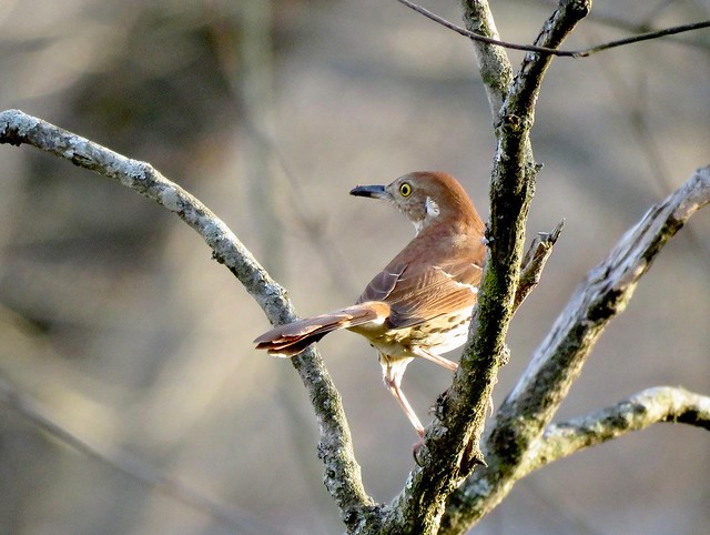 Brown Thrasher in a tree