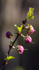 Mandelbaum-Blüte