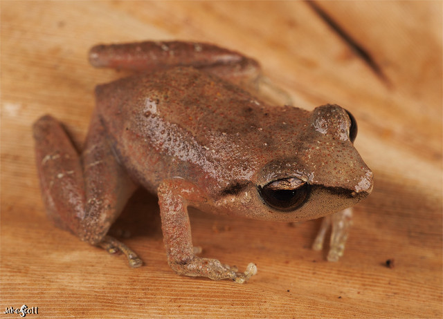 Eastern Cuba Robber Frog aka Cuban Telegraphic Frog (Eleutherodactylus auriculatus)