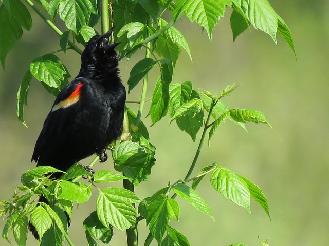 Redwinged black bird has its beak wide open to the sky, likely calling, while sitting in greenery