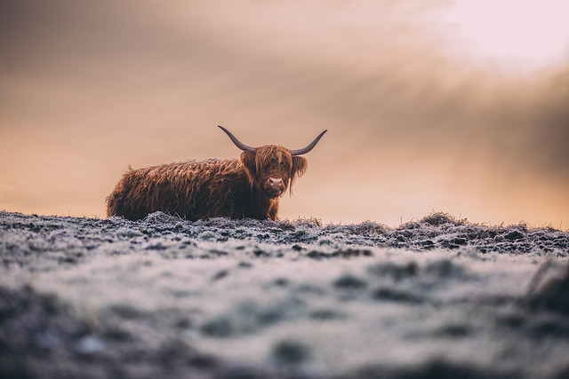 Highland Cow under the morning sun