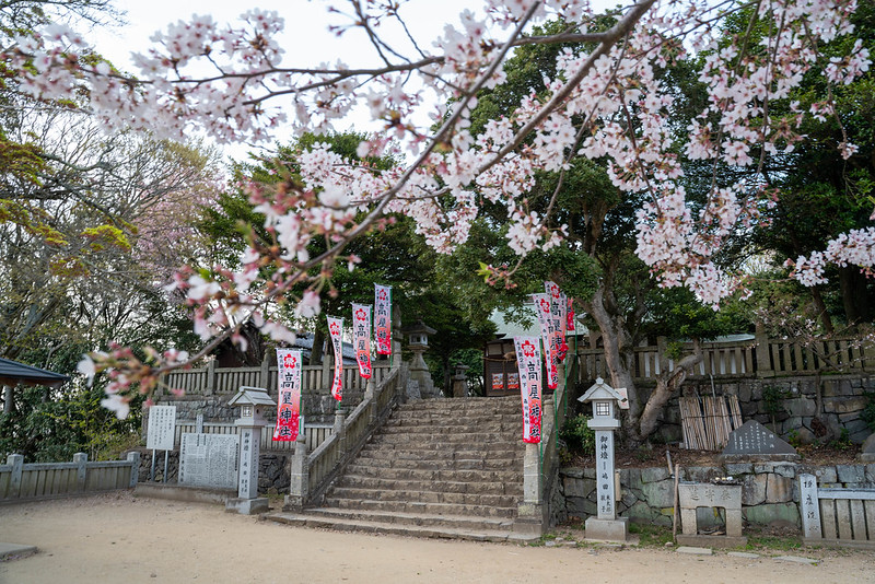 高屋神社と桜