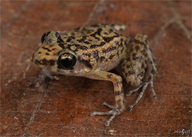 Oriente Mottled Frog (Eleutherodactylus simulans)