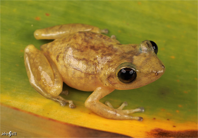 Oriente Tree Frog (Eleutherodactylus ionthus)