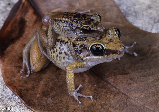 Rio Yumuri Robber Frog aka Maisi Frog (Eleutherodactylus bresslerae)