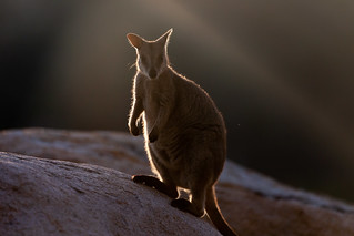 Rock Wallaby, Magnetic Island