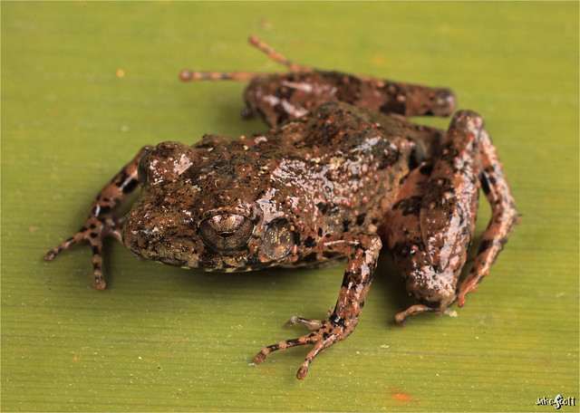 Gundlach's Robber Frog aka Turquino Spiny Frog (Eleutherodactylus gundlachi)