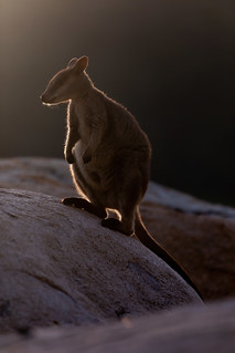 Rock Wallaby, Magnetic Island