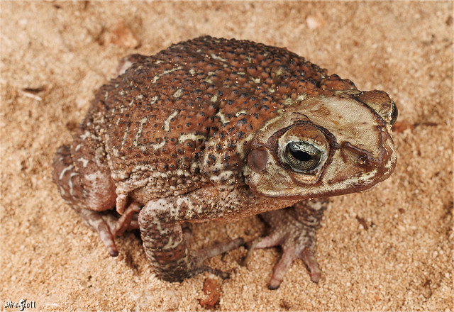 Eastern Cuba Giant Toad (Peltophryne peltocephala)