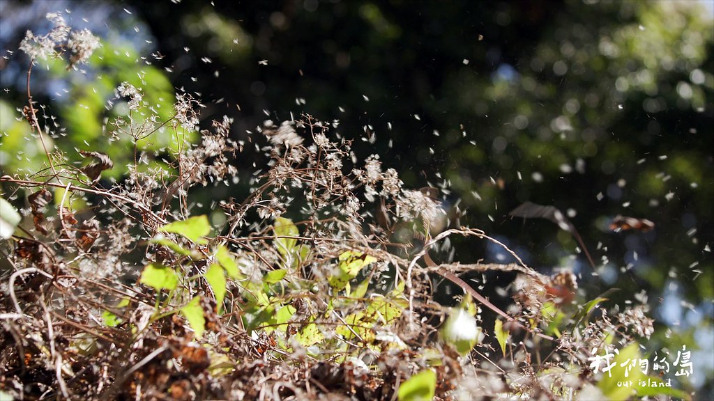 根據國外的研究，小花蔓澤蘭一平方公尺的範圍內有17萬顆種子，隨風散播