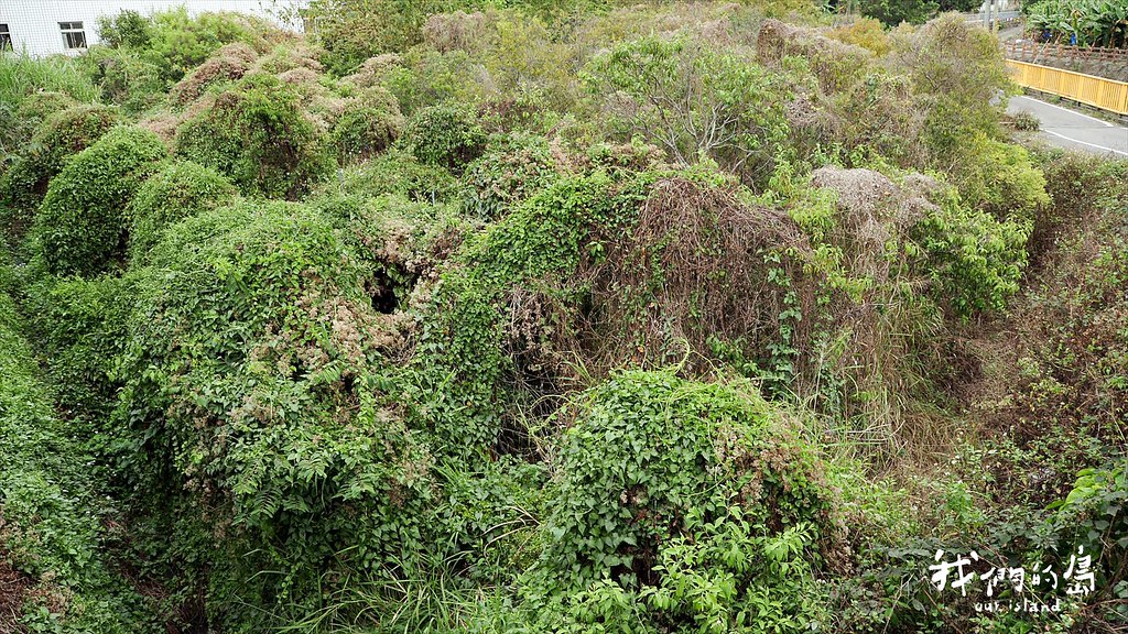 外來種小花蔓澤蘭強勢入侵，時常可在荒廢的農墾地與低海拔近郊看到