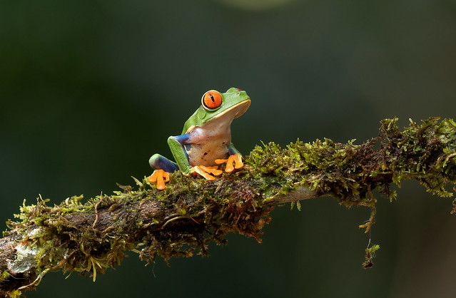 Red-eyed Treefrog (Costa Rica)