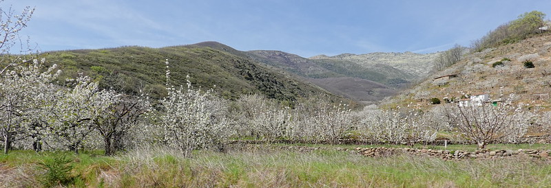 La espectacular floración de los cerezos en el Valle del Jerte (Cáceres). - Recorriendo Extremadura. Mis rutas por Cáceres y Badajoz (6)