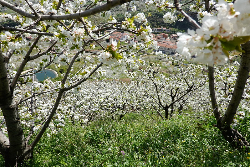 La espectacular floración de los cerezos en el Valle del Jerte (Cáceres). - Recorriendo Extremadura. Mis rutas por Cáceres y Badajoz (68)