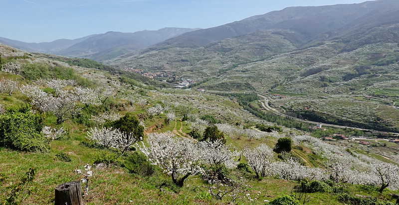 La espectacular floración de los cerezos en el Valle del Jerte (Cáceres). - Recorriendo Extremadura. Mis rutas por Cáceres y Badajoz (64)