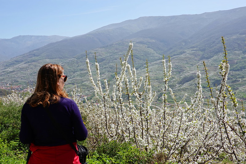 La espectacular floración de los cerezos en el Valle del Jerte (Cáceres). - Recorriendo Extremadura. Mis rutas por Cáceres y Badajoz (79)