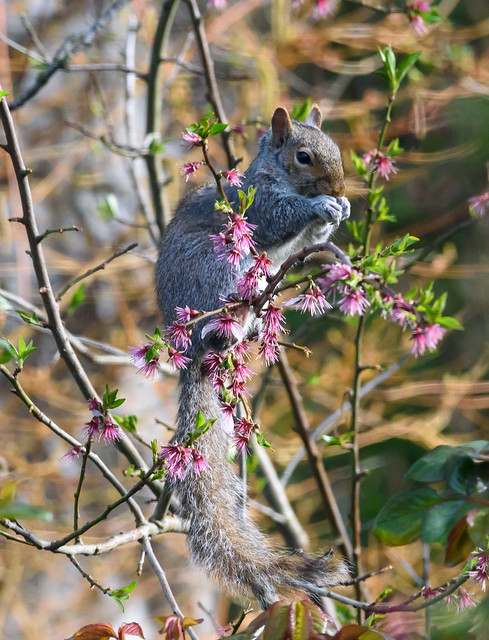 Almond Blossom With Shameless Squirrel Stealing Buds