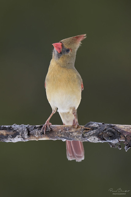 Northern cardinal - Cardinal rouge