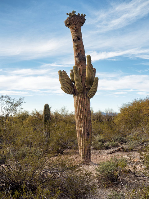 Crested Saguaro Cactus