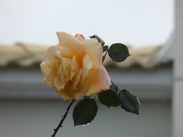 Peach Rose after the rain!!  P1130616