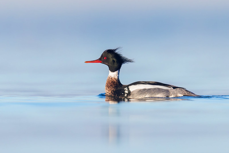 Mergus serrator | Red-breasted Merganser | småskrake