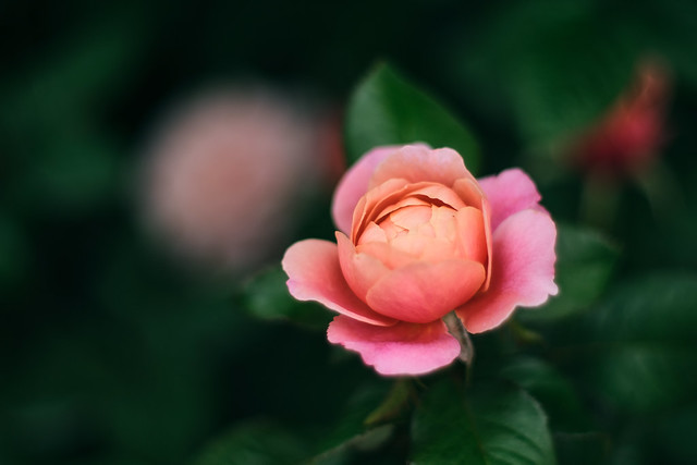 pink & beige rose