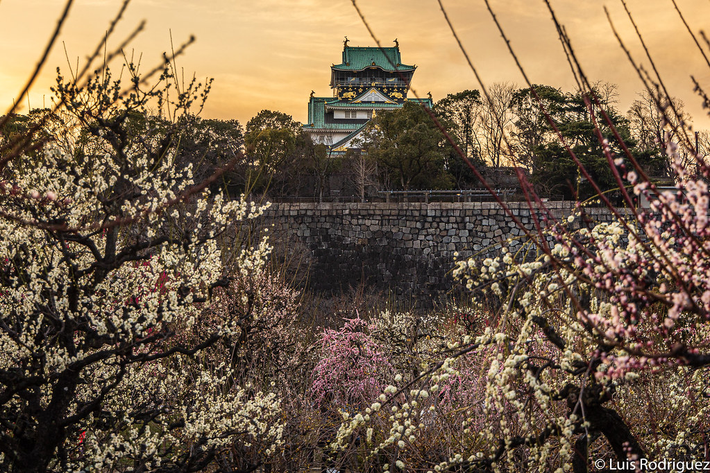 El castillo de Osaka durante la época de floración de los ciruelos