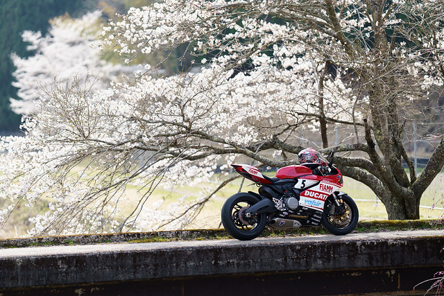 At Beautiful cherry blossoms and bridge