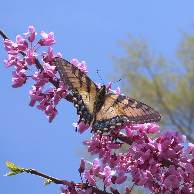 Tiger Swallowtail Butterfly & Plum Blooms
