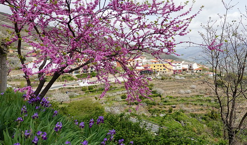 La espectacular floración de los cerezos en el Valle del Jerte (Cáceres). - Recorriendo Extremadura. Mis rutas por Cáceres y Badajoz (39)