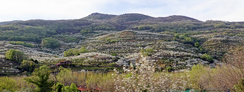 La espectacular floración de los cerezos en el Valle del Jerte (Cáceres). - Recorriendo Extremadura. Mis rutas por Cáceres y Badajoz (24)