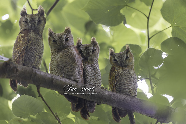 Four red-morphed eastern screech owlets (Explore 23-04-06)