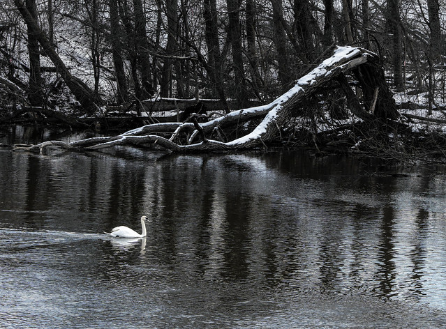 Huron Swan
