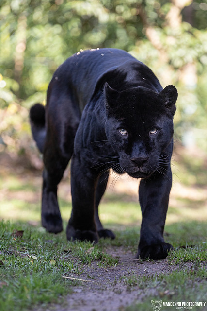 Black Jaguar - Zoo Amneville