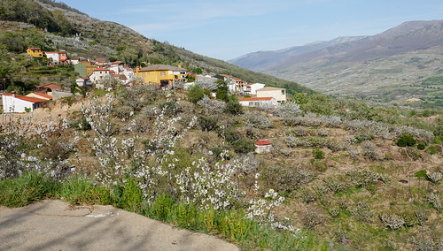 La espectacular floración de los cerezos en el Valle del Jerte (Cáceres). - Recorriendo Extremadura. Mis rutas por Cáceres y Badajoz (41)