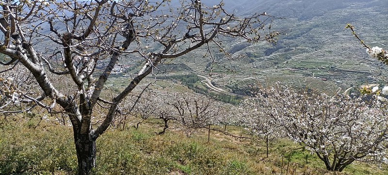 La espectacular floración de los cerezos en el Valle del Jerte (Cáceres). - Recorriendo Extremadura. Mis rutas por Cáceres y Badajoz (69)