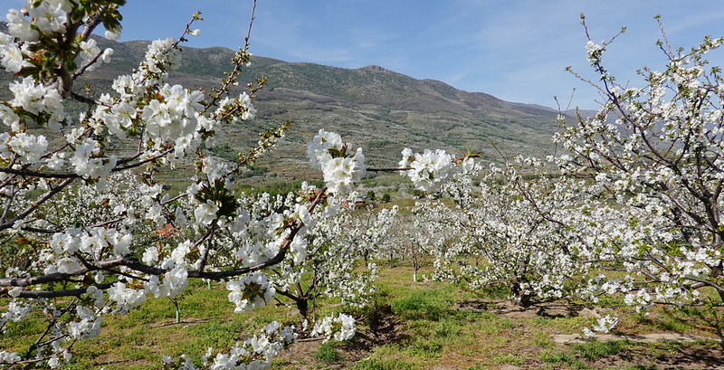 La espectacular floración de los cerezos en el Valle del Jerte (Cáceres). - Recorriendo Extremadura. Mis rutas por Cáceres y Badajoz (2)
