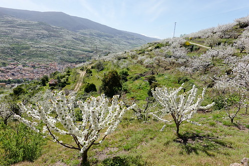 La espectacular floración de los cerezos en el Valle del Jerte (Cáceres). - Recorriendo Extremadura. Mis rutas por Cáceres y Badajoz (65)