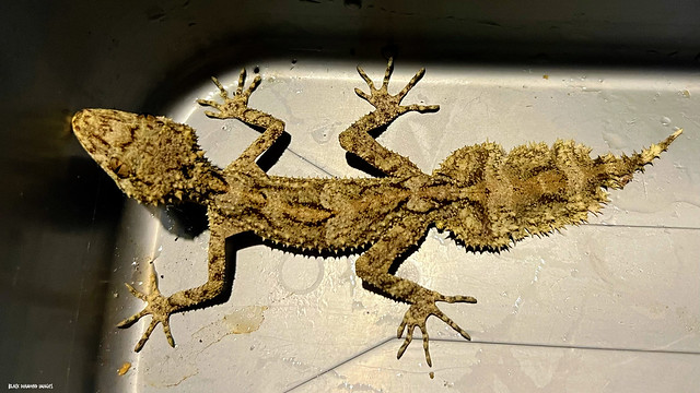 Phyllurus platurus - Broad-tailed Gecko, Southern leaf-tailedGecko, Sydney leaf-tailed Gecko
