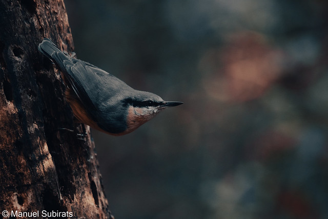 Nuthatch in the dark